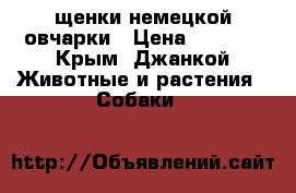 щенки немецкой овчарки › Цена ­ 3 000 - Крым, Джанкой Животные и растения » Собаки   
